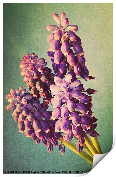 Muscari Flora.. Print by Rosanna Zavanaiu