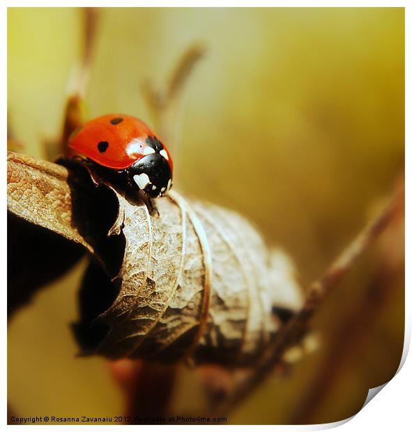 Resting ladybird. Print by Rosanna Zavanaiu