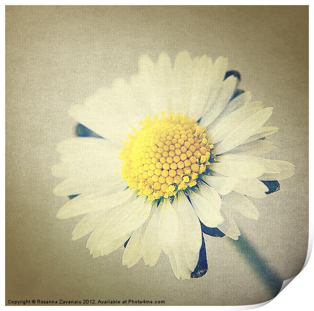 One single daisy. Print by Rosanna Zavanaiu