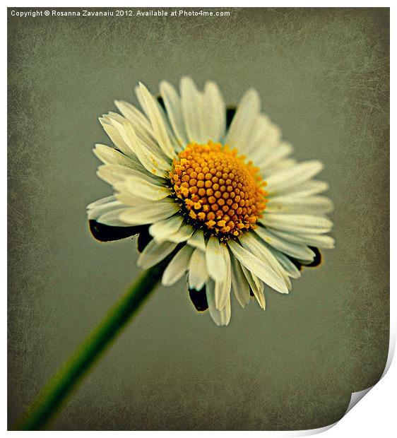 Daisy texture. Print by Rosanna Zavanaiu