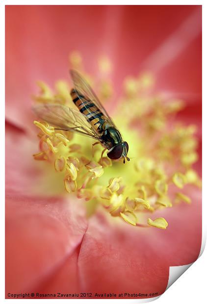 Bugs Flies & iInsects. Print by Rosanna Zavanaiu