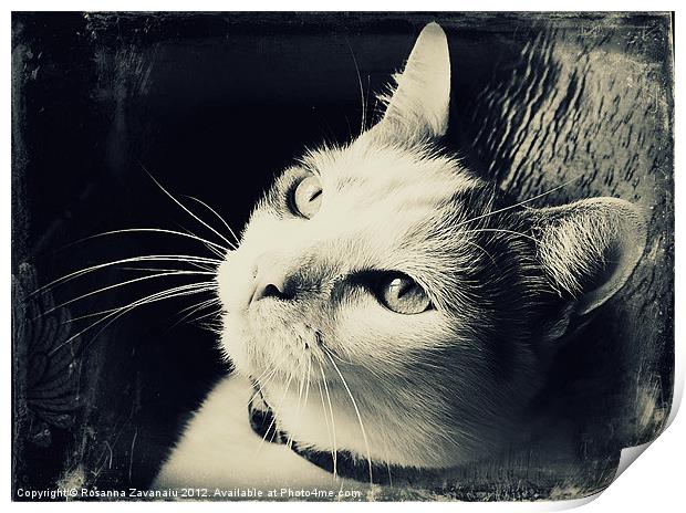 Cat portrait Black & White. Print by Rosanna Zavanaiu