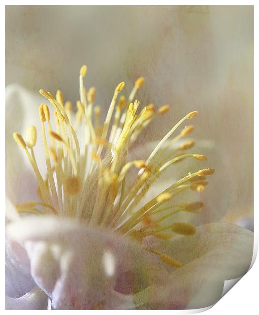 Textured Aquilegia . Print by Rosanna Zavanaiu