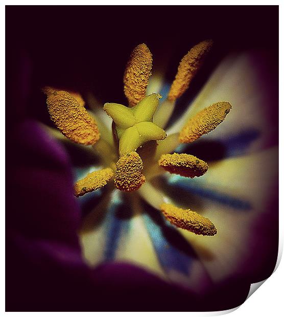 Tulip  pollens.. Print by Rosanna Zavanaiu