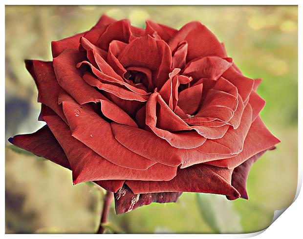 Red Rose flora. Print by Rosanna Zavanaiu