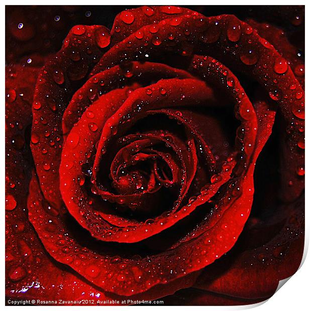 Romance Rose. Print by Rosanna Zavanaiu