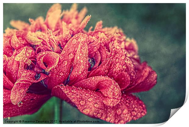 Poppy Textures. Print by Rosanna Zavanaiu