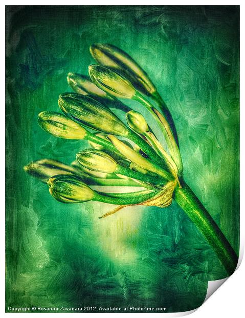 Agapanthus Green. Print by Rosanna Zavanaiu