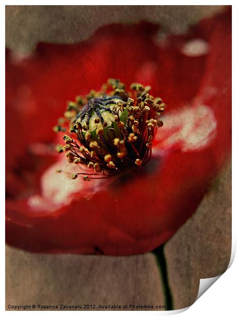 Poppies By Nature Print by Rosanna Zavanaiu