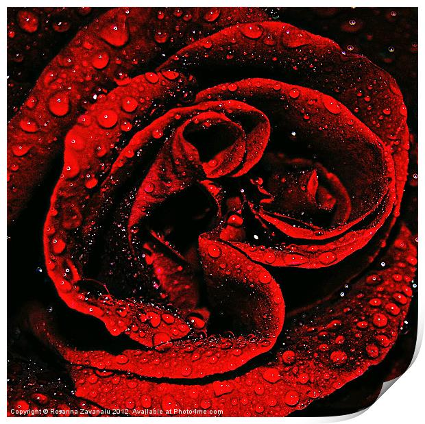 Red Rose Waterdrops Print by Rosanna Zavanaiu