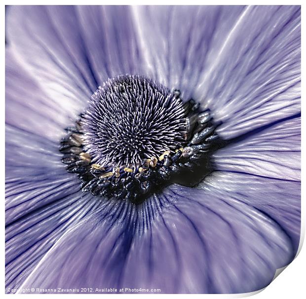 Anemone close up. Print by Rosanna Zavanaiu