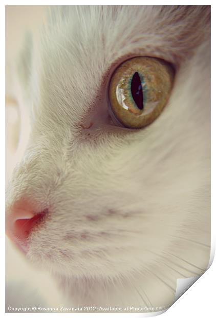 Cat Portrait. Print by Rosanna Zavanaiu