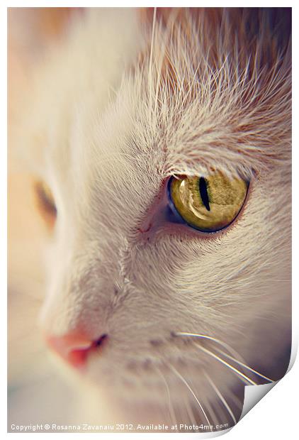 Cat Portrait. Print by Rosanna Zavanaiu