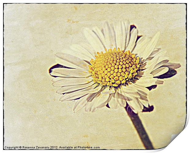 Daisy Textures. Print by Rosanna Zavanaiu