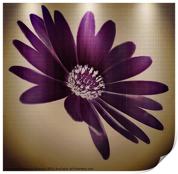 Purple Florals Print by Rosanna Zavanaiu