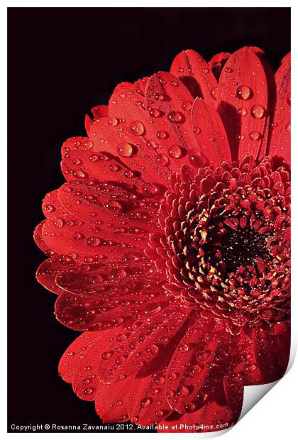 Gerbera Sunlight. Print by Rosanna Zavanaiu