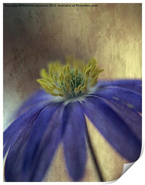 Purple Anemone. Print by Rosanna Zavanaiu