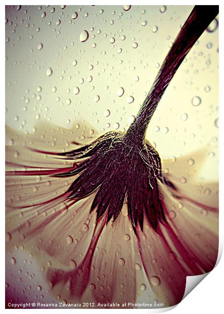 Gerbera Waterdroplets. Print by Rosanna Zavanaiu