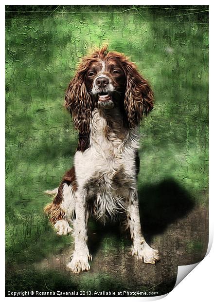 Springer Spaniel Working Dog. Print by Rosanna Zavanaiu