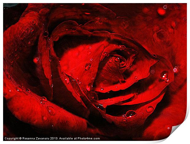 Red Rose Waterdrops. Print by Rosanna Zavanaiu