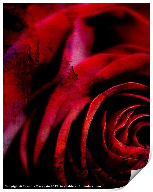 A Rose For You. Print by Rosanna Zavanaiu
