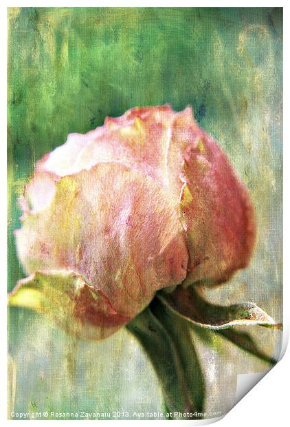 Rose Delicates Print by Rosanna Zavanaiu