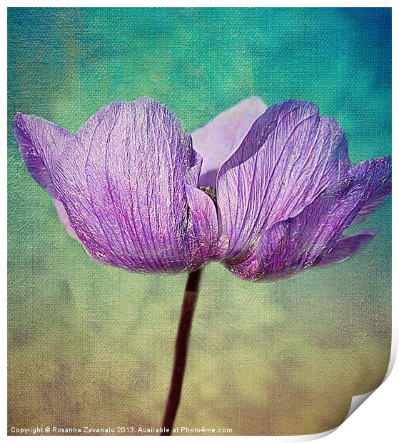 Purple Anemone. Print by Rosanna Zavanaiu