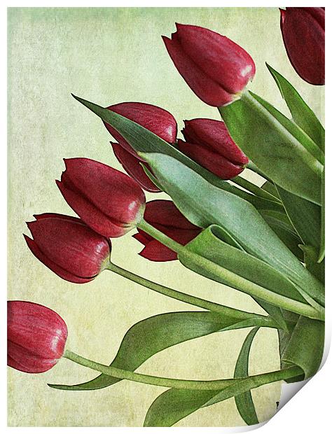 Red Tulips Print by Rosanna Zavanaiu