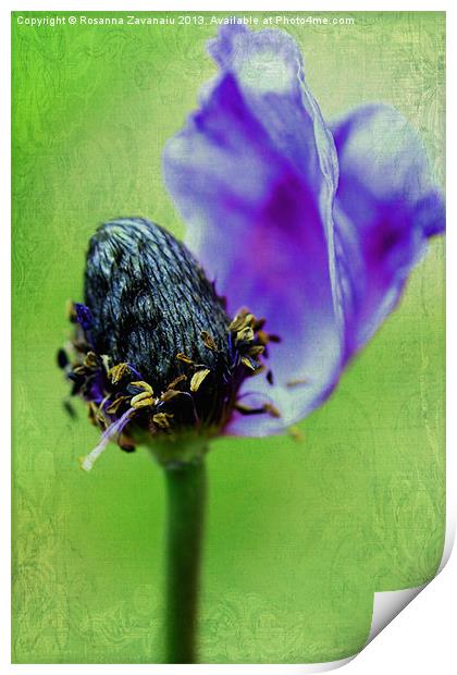Purple Anemone. Print by Rosanna Zavanaiu