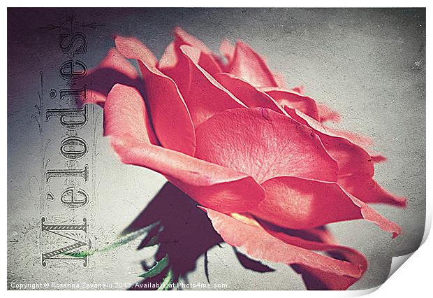 Peachy Rose. Print by Rosanna Zavanaiu