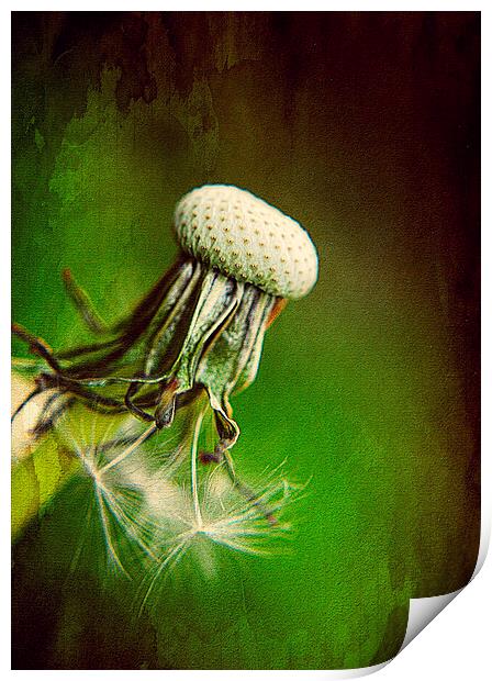 Dandelion Textured Print by Rosanna Zavanaiu