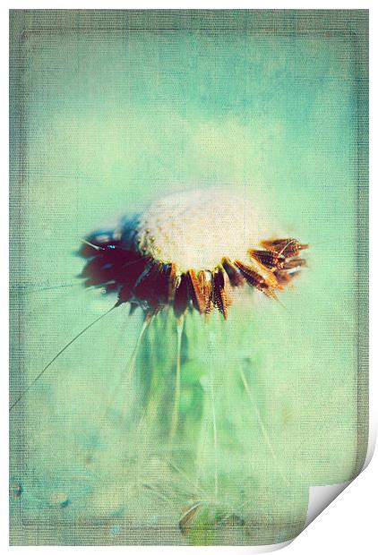 Delicately Dandelion Print by Rosanna Zavanaiu