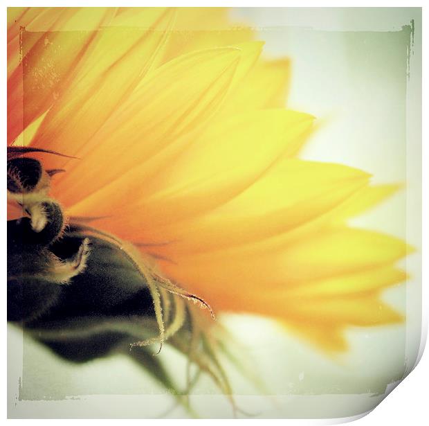  Sunflower Delight Print by Rosanna Zavanaiu