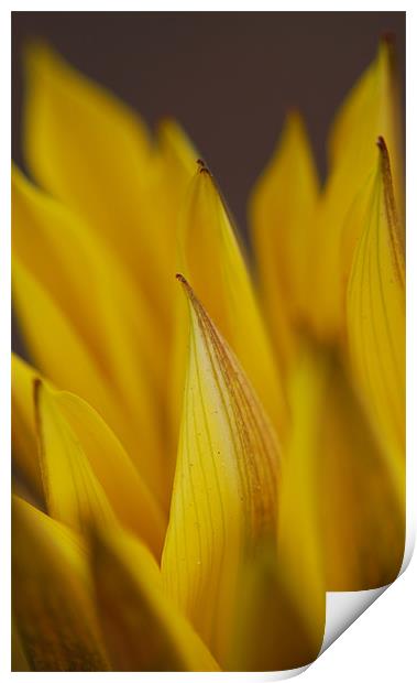 yellow gazalia petals in macro. Print by Rosanna Zavanaiu