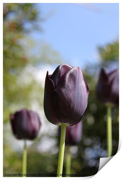 Dark purple / black tulip flower Print by craig sivyer