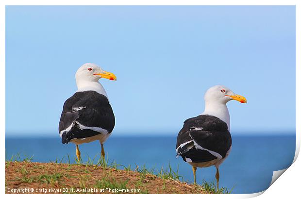 Pair of Sea Gulls birds Print by craig sivyer