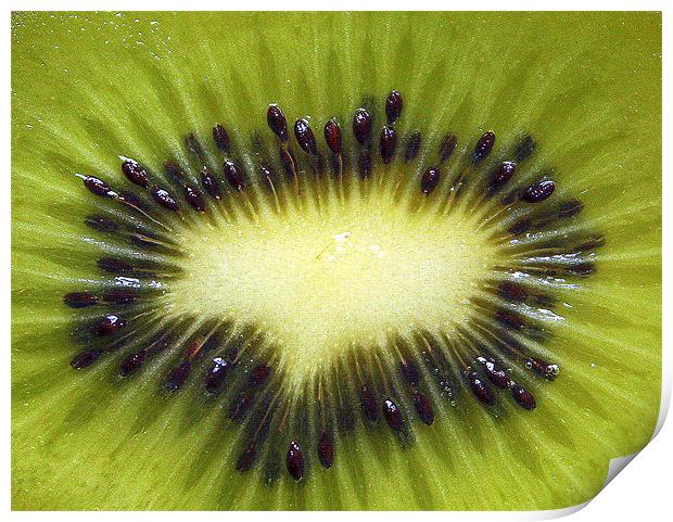 KIWI Print by Kevin Sung