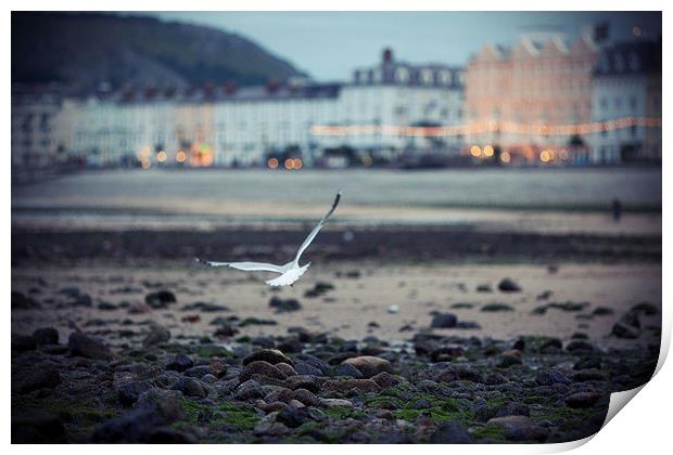  Seagull, Llandudno Beach, Wales Print by Jennifer Mannion