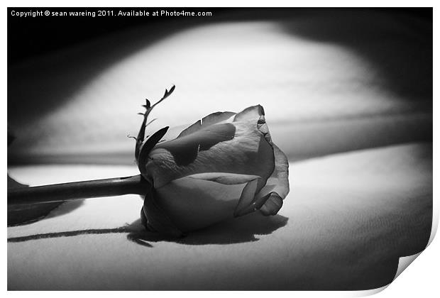 Single white rose Print by Sean Wareing