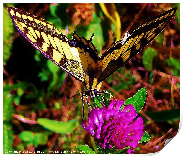 Swallowtail butterfly Print by Sean Wareing