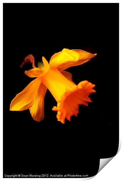 Daffodil on black Print by Sean Wareing
