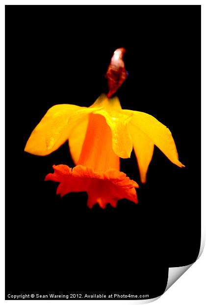 The last daffodil Print by Sean Wareing