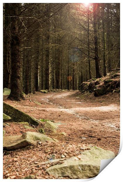 Forest Track Print by Sean Wareing