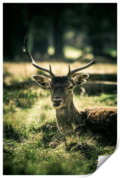 Sika Deer Print by Sean Wareing