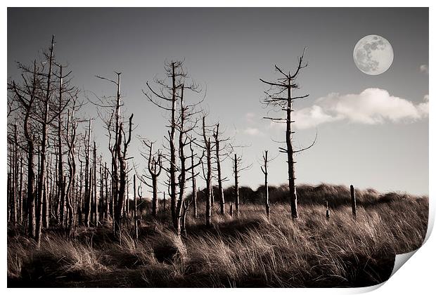  Dead Forest Print by Sean Wareing