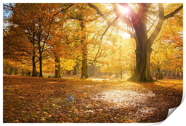  Autumn Glory II Print by Sean Wareing