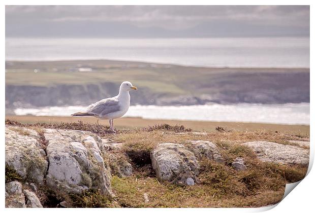  South Stack Seagull Print by Sean Wareing