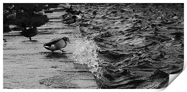 Like a duck to water Print by Sean Wareing