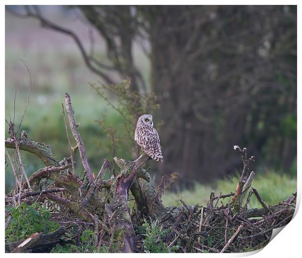 Short - Eared Owl. Print by Don Davis