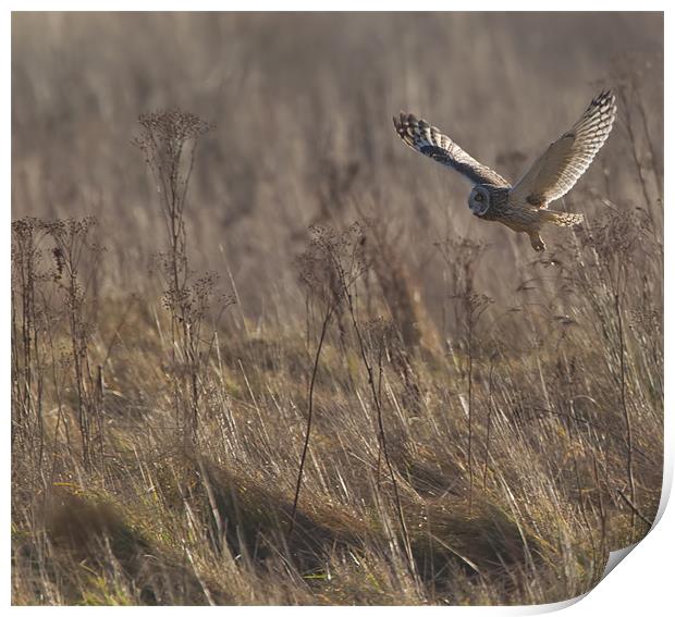 Habitat Shot. Print by Don Davis